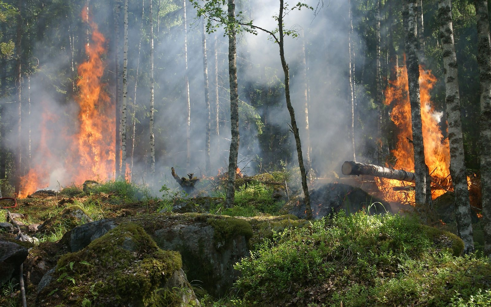Wildfire burning through a forest during dry conditions